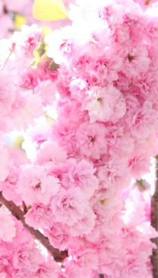 цветы розовые flowers pink