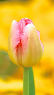 тюльпан макро размытость Tulip macro blur