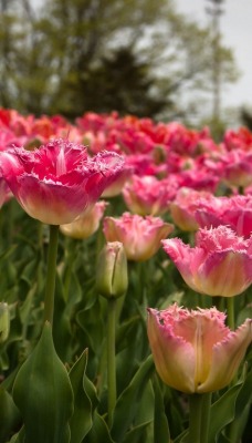 тюльпаны поле tulips field