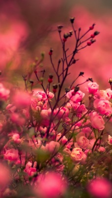 цветение розовые цветы
