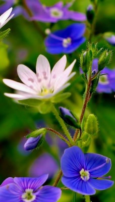 макро цветы macro flowers