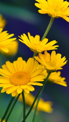 природа желтые цветы