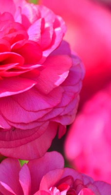 цветок розовый