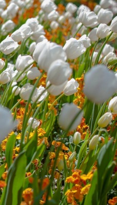 природа цветы тюльпаны белые