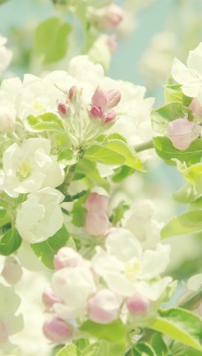 природа цветы белый весна