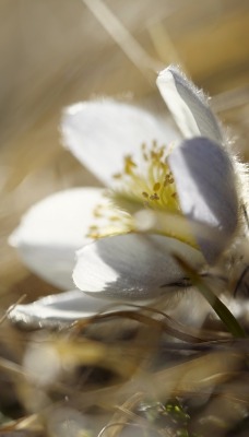 природа цветы белые