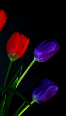 природа цветы тюльпаны красный синий