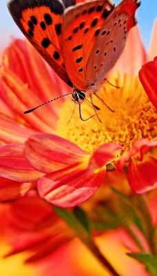 природа цветы насекомые бабочка