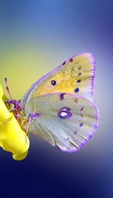 бабочка цветок