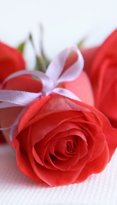 розы красные подарок
