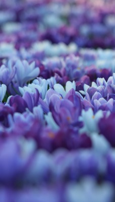 цветы крокусы синие фиолетовые