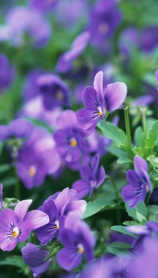 цветы фиолетовые