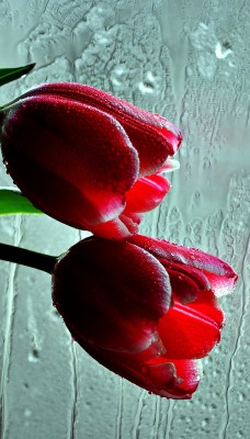 тюльпаны запотевшие окна капли