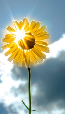 цветок луч солнце небо