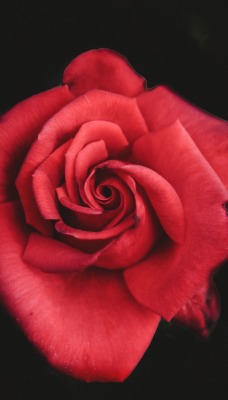 красная роза бутон