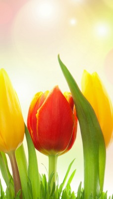 тюльпаны блики весна свет