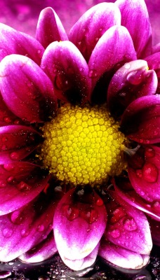 георгина цветок капли