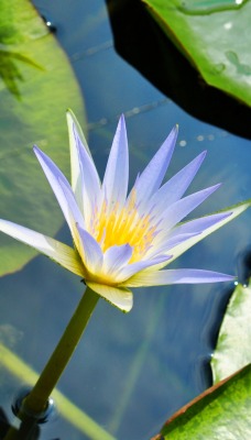 кувшинка цветок вода