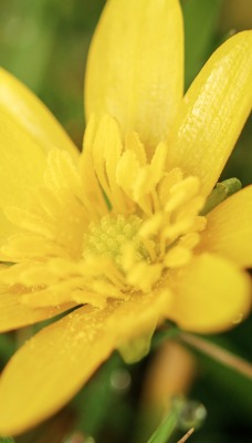 цветок желтый лепестки капли трава