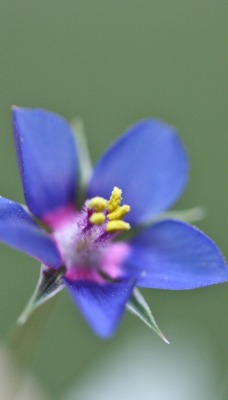 цветок синий полевой зелень