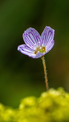 цветок мох макро