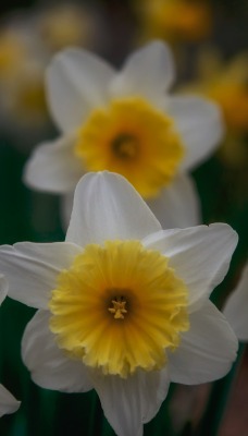 цветок бело-желтый