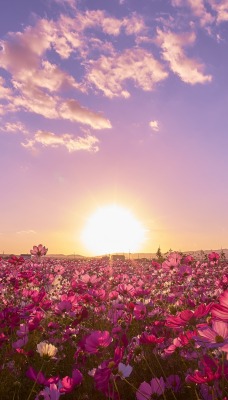 поле рассвет цветы розовые