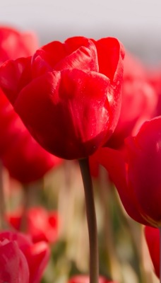 красные тюльпаны поле размытость