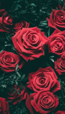 розы кустовая роза