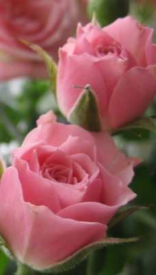 роза розовая букет