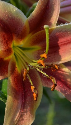 орхидея цветок лепестки капли