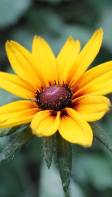 цветок желтый лепестки крупный план
