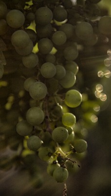 виноград зеленый виноград блики
