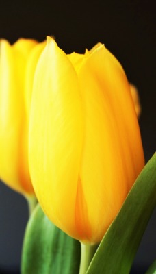 желтые тюльпаны желтые цветы бутоны