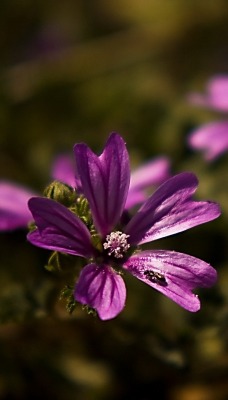 цветы полевые фиолетовый