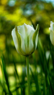цветок тюльпан белый зелень боке