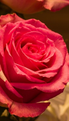 цветы роза букет