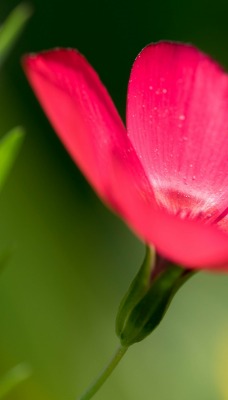цветок красный капли макро