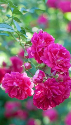 цветы куст розовые
