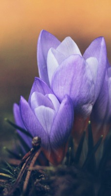 крокусы фиолетовый цветок размытость