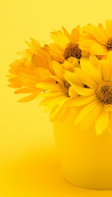 цветы желтые горшок