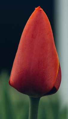 бутон красный тюльпан