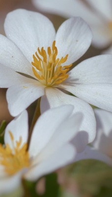 цветок белый лепестки крупный план