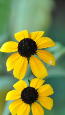 рудбекия цветок желтый крупный план
