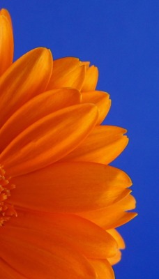цветок оранжевый небо лепестки