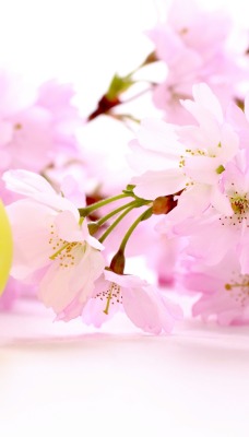 цветы весна цветение яйцо пасха