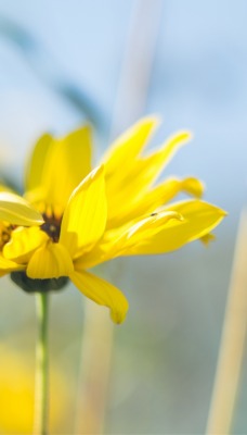 цветок желтый размытость