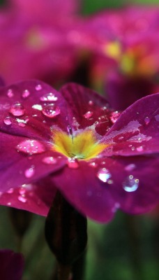 цветы капли фиолетовые крупный план