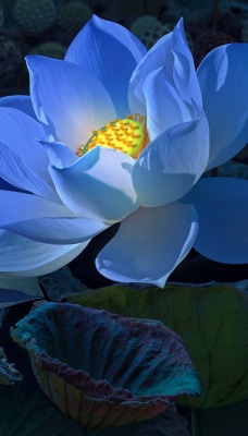 цветы голубые лепестки бутоны