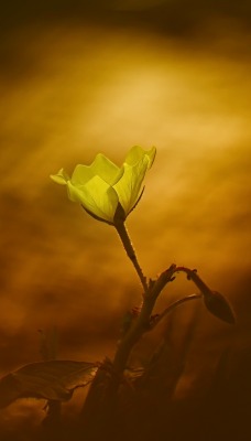 цветок желтый туман дым свечение
